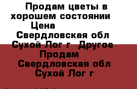 Продам цветы в хорошем состоянии. › Цена ­ 500-2000 - Свердловская обл., Сухой Лог г. Другое » Продам   . Свердловская обл.,Сухой Лог г.